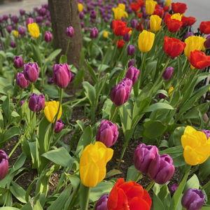 Garden Fund