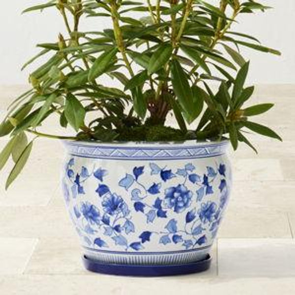 Blue & White Ceramic Planter, Large with Tray | Williams Sonoma