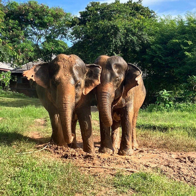Elephant Sanctuary