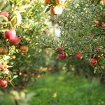 Terrace Mountain Orchard