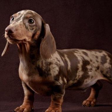Our Miniature Dachshund Fund