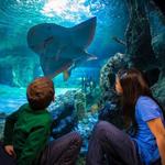 Newport Aquarium