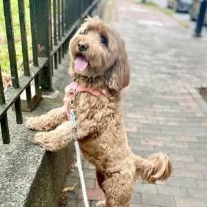 Maggie's Toy Fund