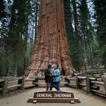 General Sherman Tree