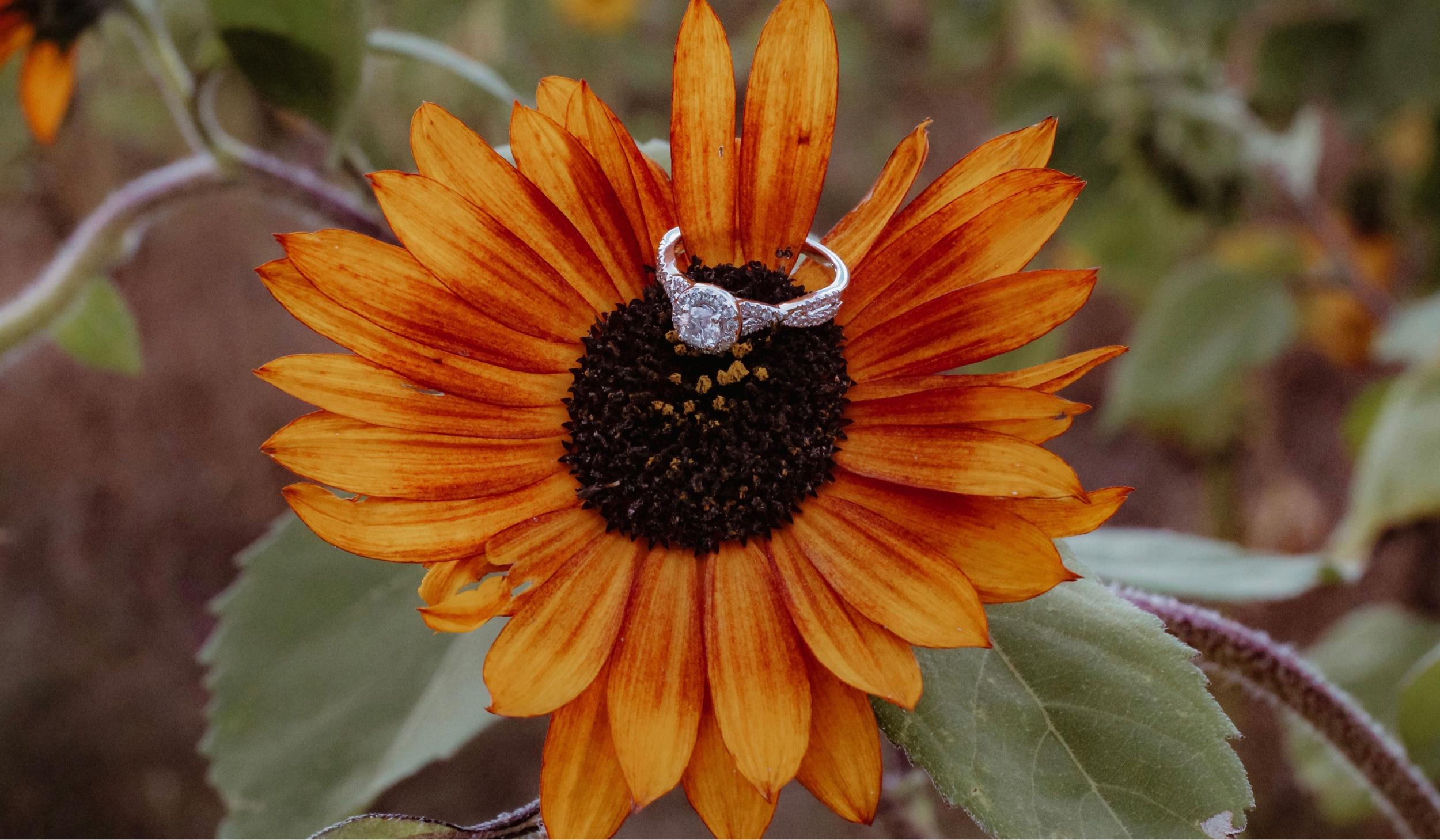 Bryanna Peake and Angelo Miele's Wedding site