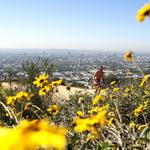 Runyon Canyon Road Hiking Path