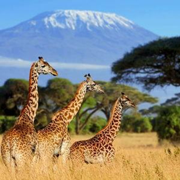Honeymoon Fund (South Africa/Mauritius)