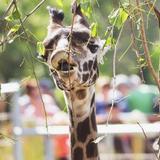 Seneca Park Zoo