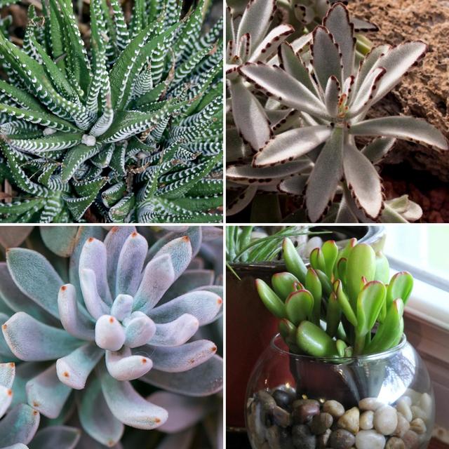 4pc Succulent Color Collection - National Plant Network