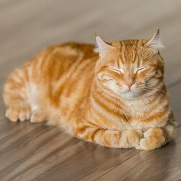 Cat Adoption/Supplies Fund