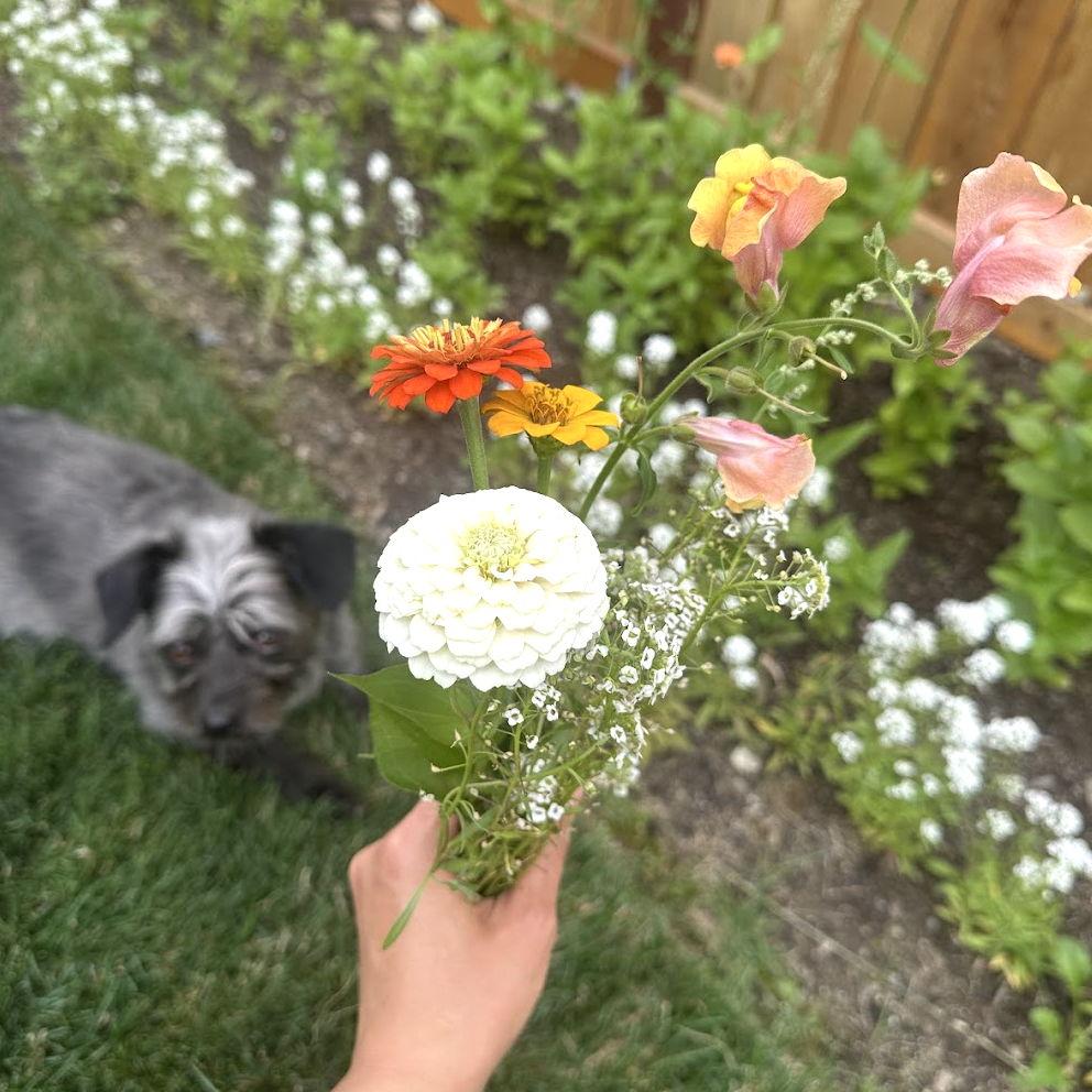 Flowers from our garden (2025.)