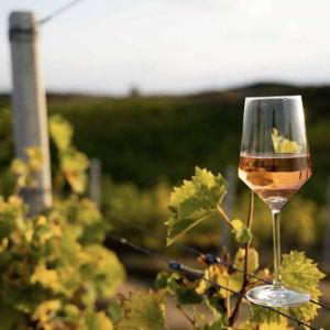 Wine Tasting Tour in Provence