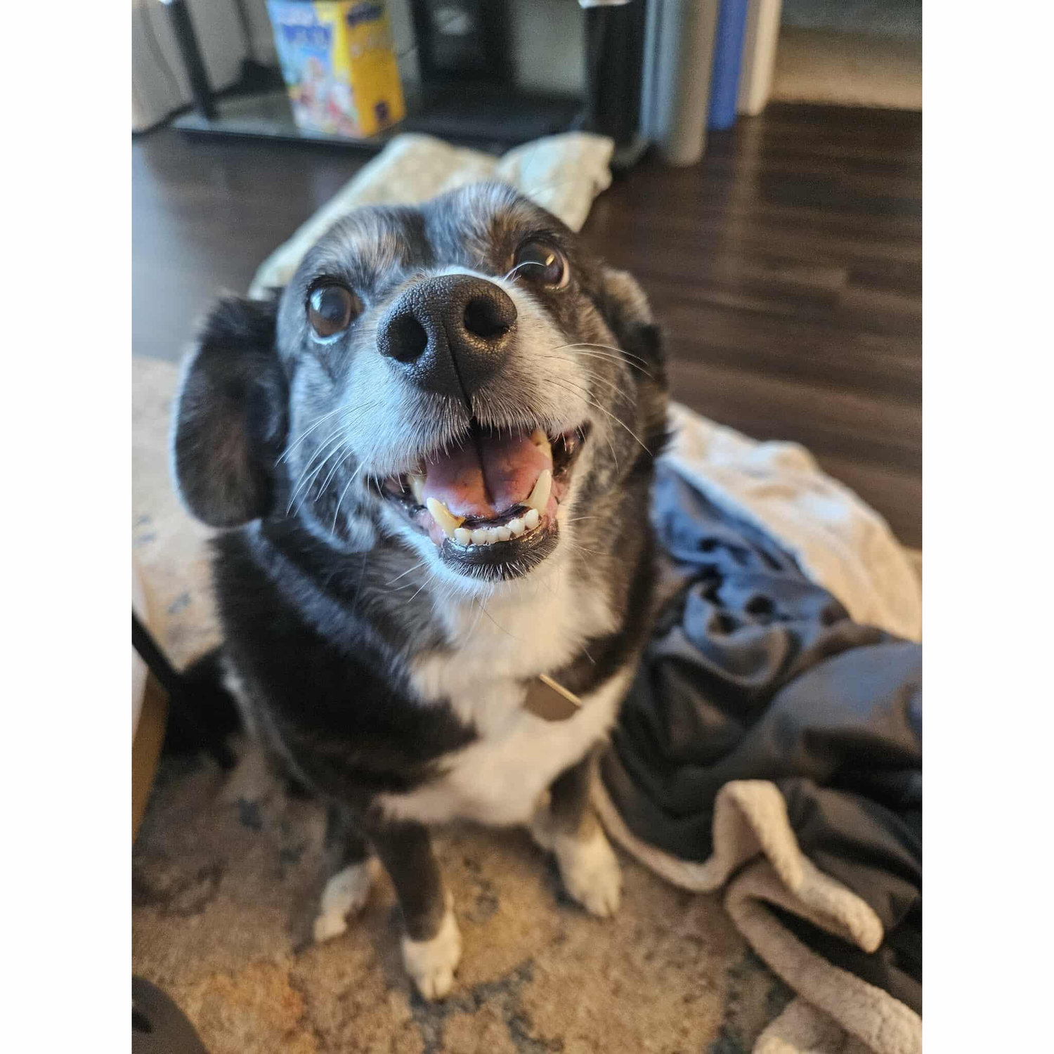Our beautiful first born child. Sadly she passed May of this year. She will forever be the best princess in our hearts ❤️