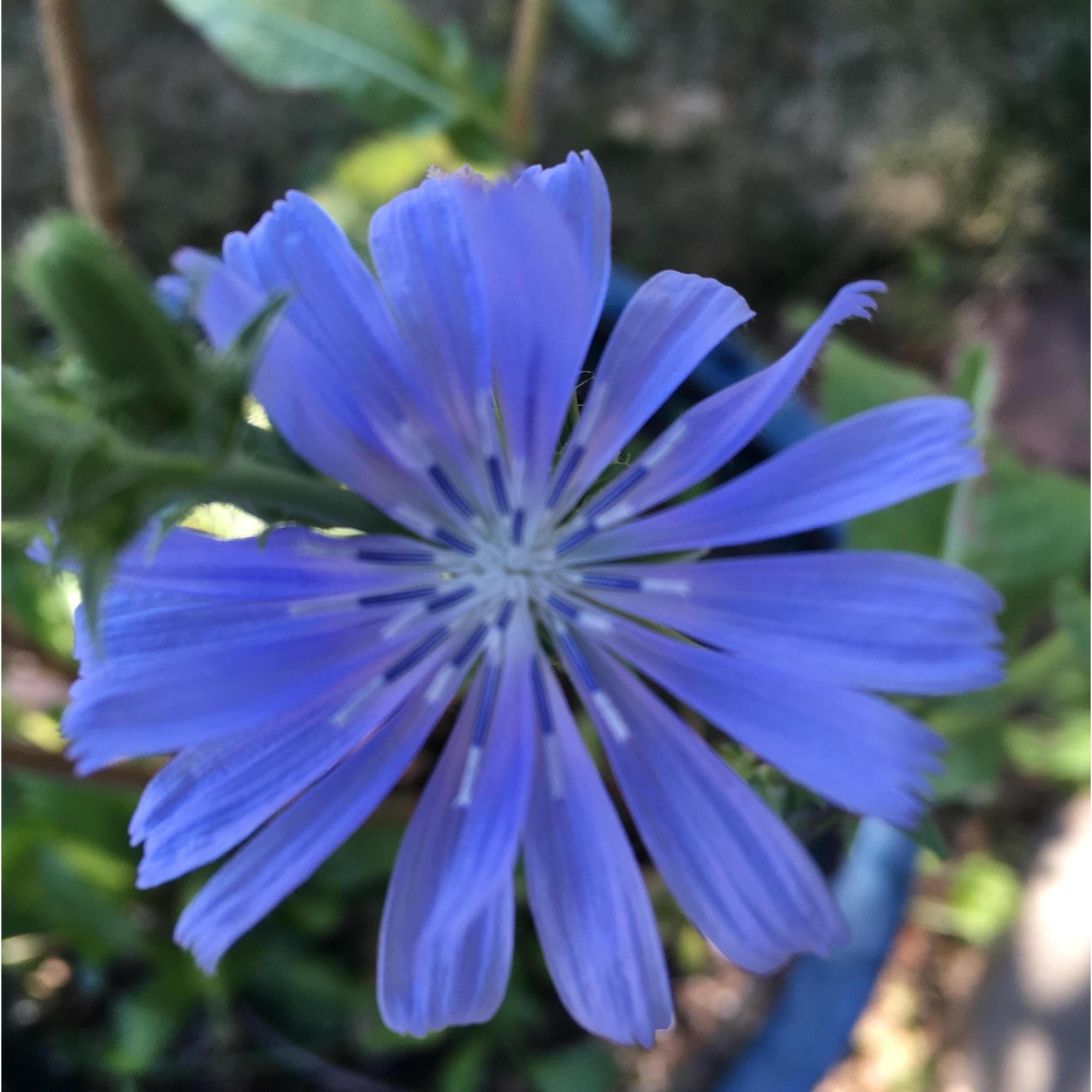 Our darling unselfish love Chickory