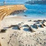 Children's Pool - seal hangout!