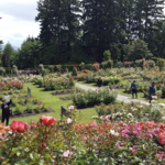 International Rose Test Garden