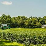 Charleston Tea Garden