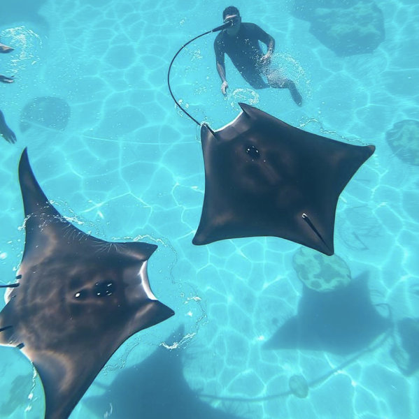 Tour de mantarrayas