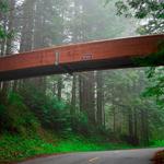 Lady Bird Johnson Grove - Redwood Parks