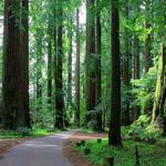 Humboldt Redwoods State Park