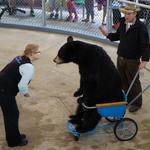 Clark's Bears