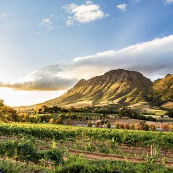 Wine Tasting in South Africa