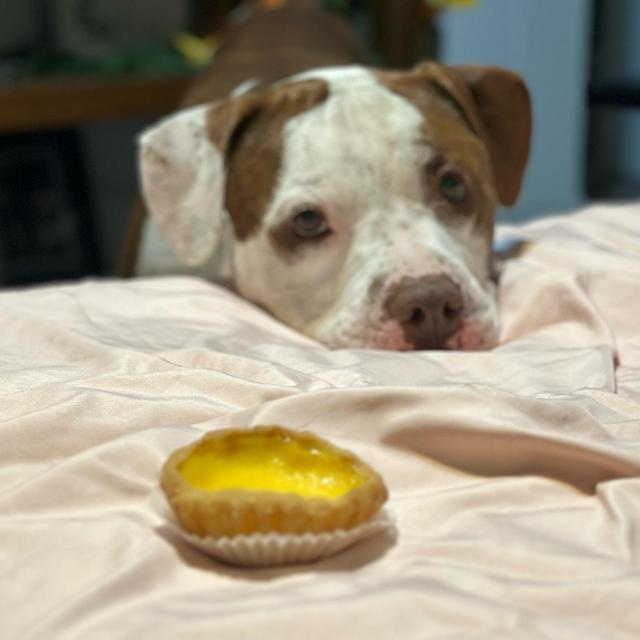 Year's Supply Of Pet Treats for Lylah (our dog)