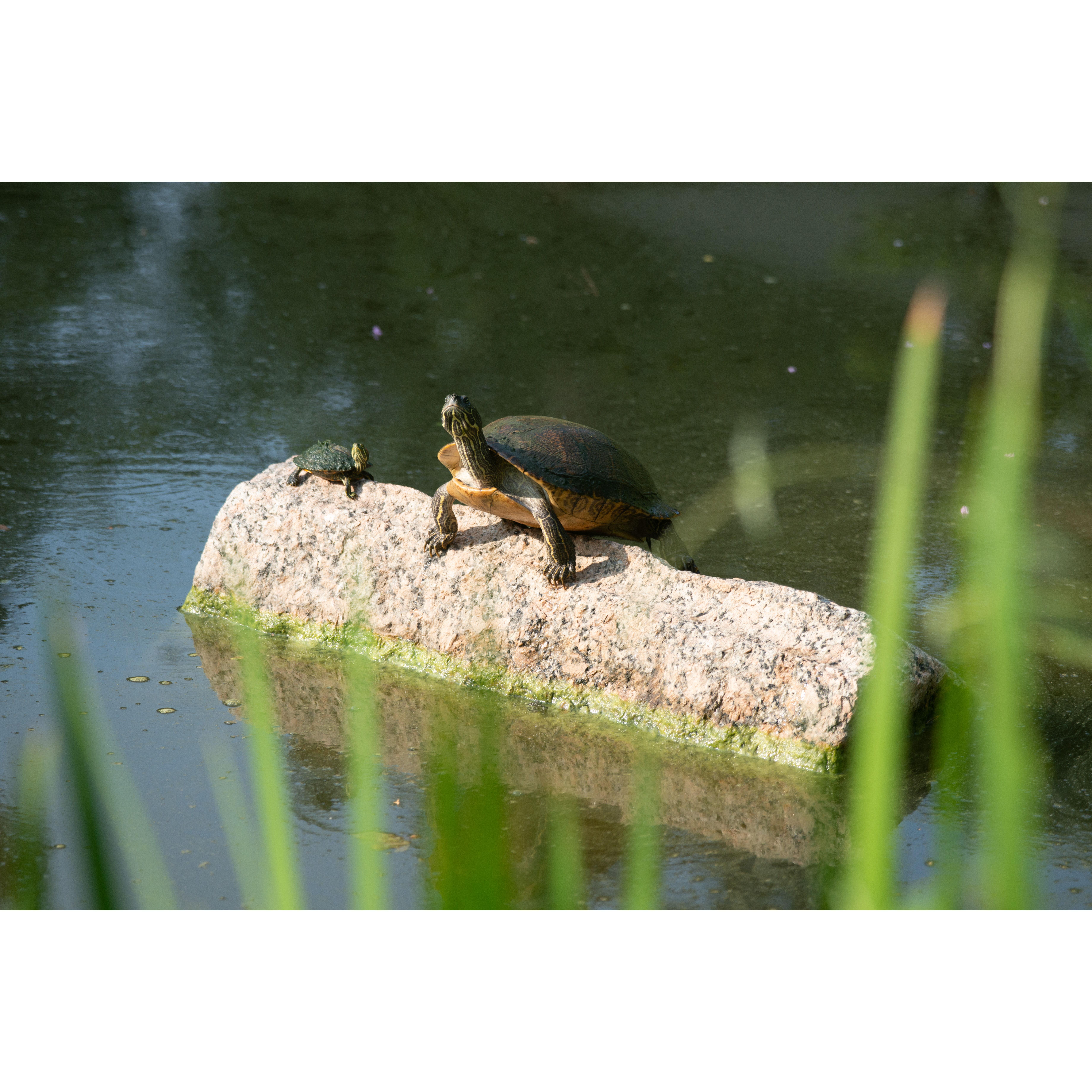 Our photographer sent us turtles with our engagement photos lol