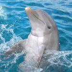Dolphin Discovery Cozumel