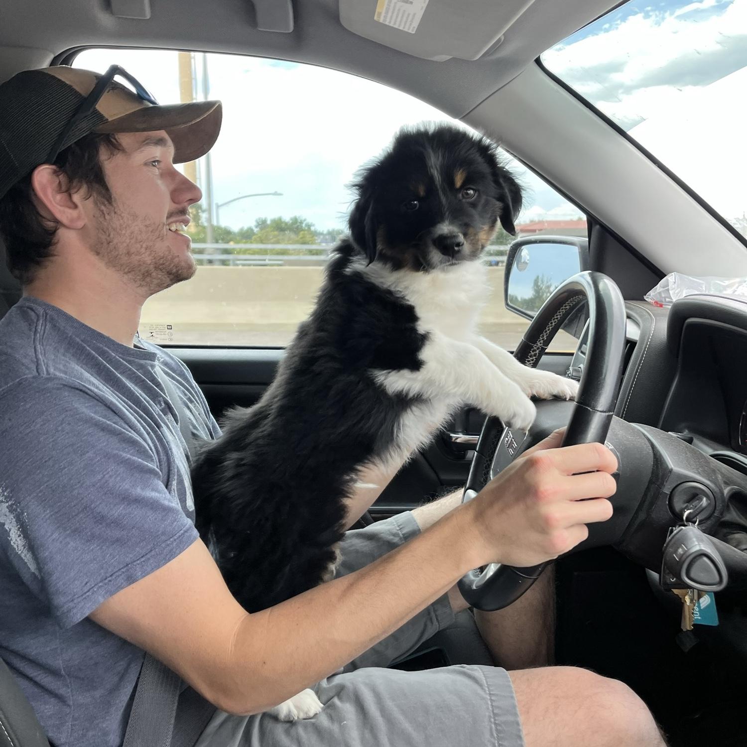 Bringing Rueben home from the farm in Eastern Colorado where his parents work as cattle dogs. He wanted to drive part of the way!