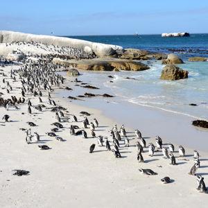 Cape Town Coastline & Penguins Tour