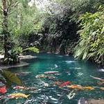 Patch of Heaven Sanctuary