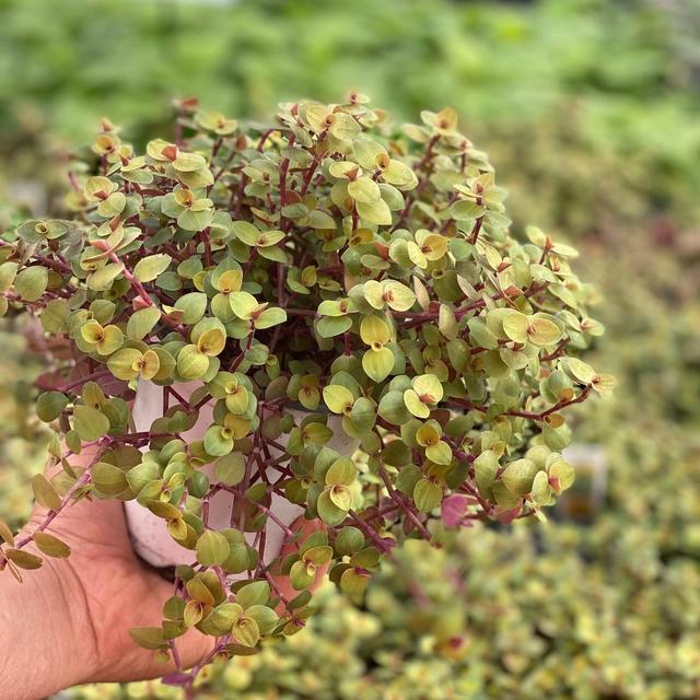 Callisia Repens Gold - Bolivian Dude - Peach & Gold Variegated Houseplant