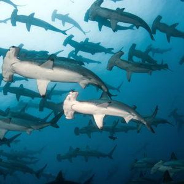 Scuba Dive with Hammerheads (Santa Cruz)