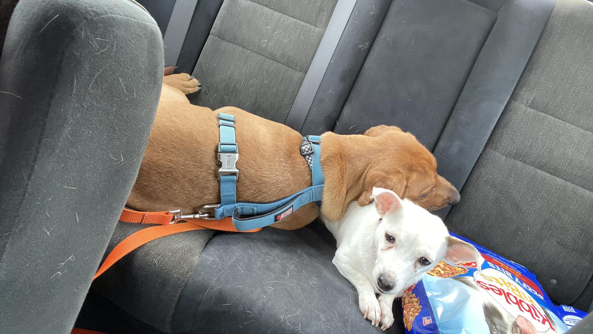 Duke and Bella ❤️