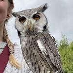 Falconry Kerry (in Killarney)