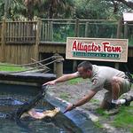 St. Augustine Alligator Farm Zoological Park