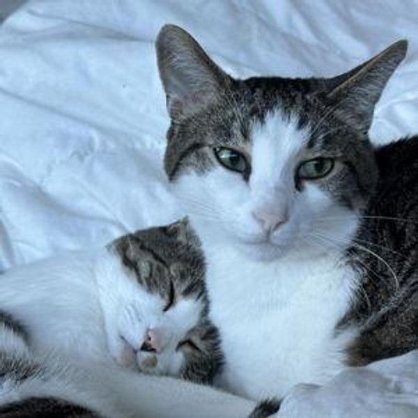 Colorado Animal Rescue (CARE)