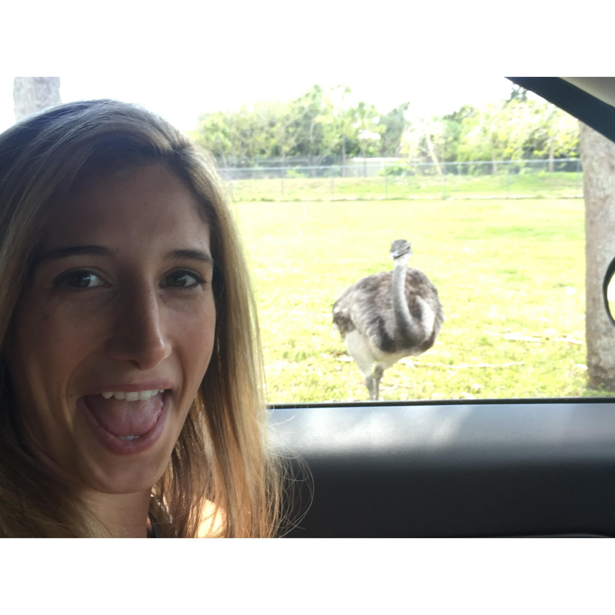 Ostrich at the Lion Country Safari 2015