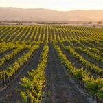 More about TX Hill country & Fredericksburg