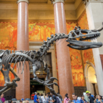 American Museum of Natural History