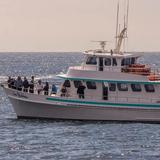 Sea Goddess Whale Watching
