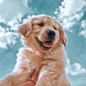 Puppy Fund