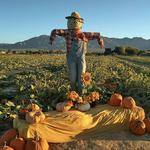 Gilcrease Orchard