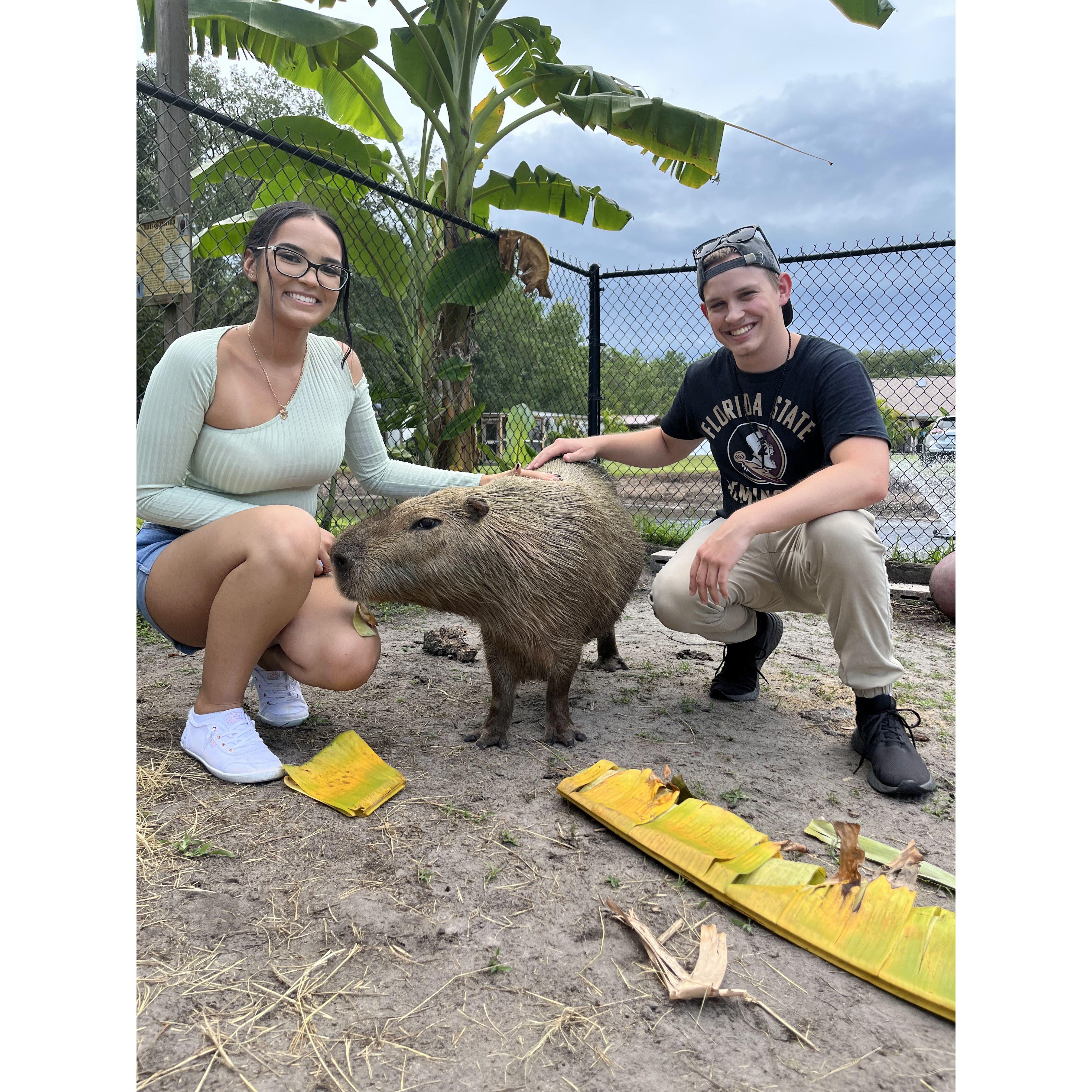 Capybaras!
