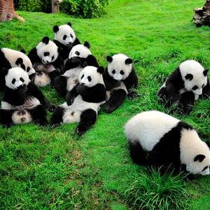 Hotel in Chengdu, China!