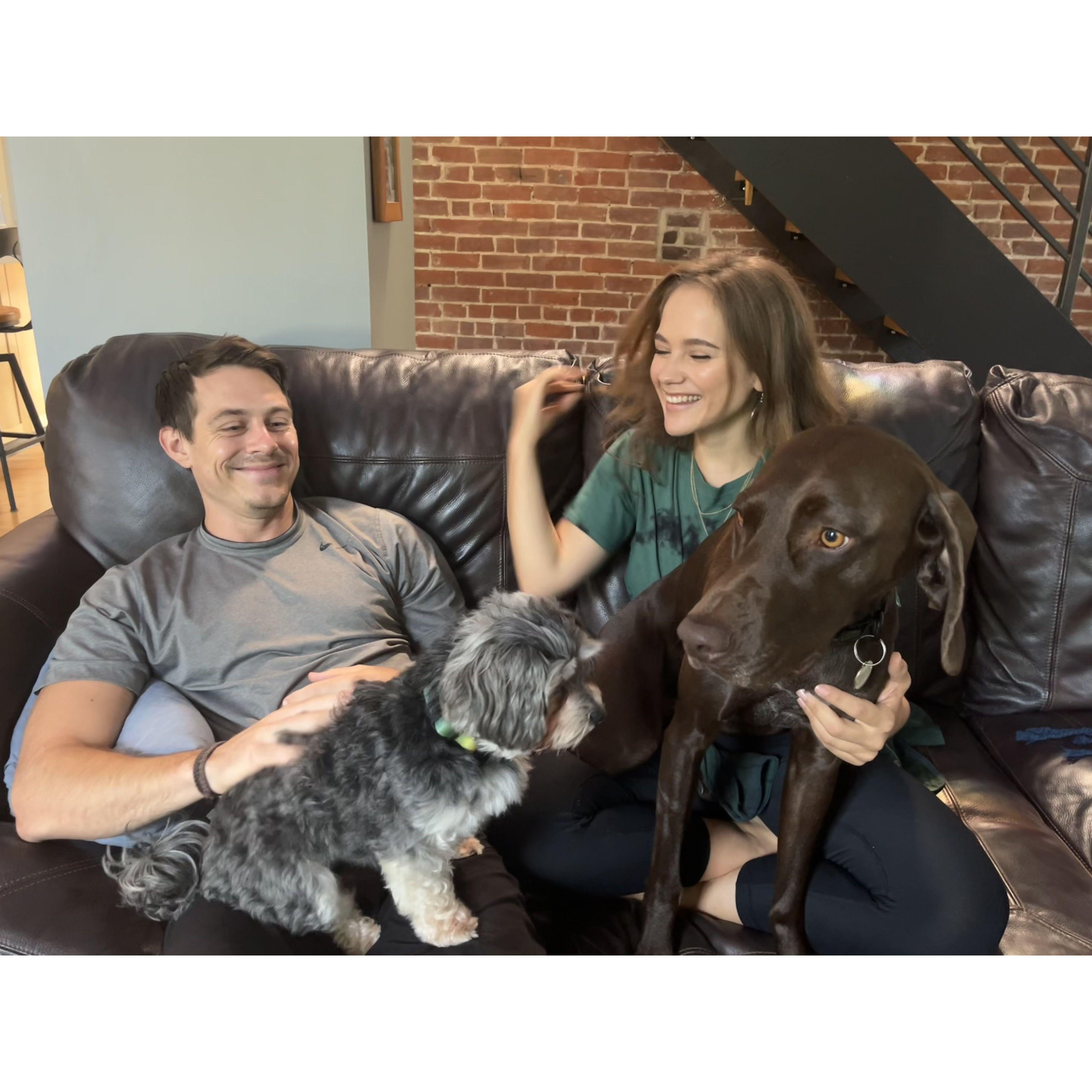 A pack of four wild animals.