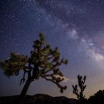 Joshua Tree National Park