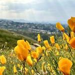 Sycamore Canyon Park