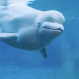 Mystic Aquarium
